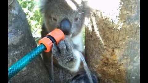 Amichevole koala visita famiglia tutte le estati