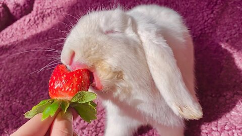 Cute bunny eating strawberry 🐇💖