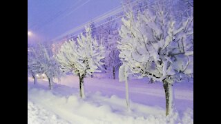 Trees completely covered with snow ❄️