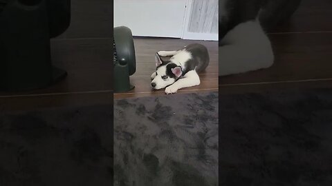 Zeus the cutest husky puppy in the world