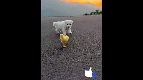 the_best_friendship_cute_puppy_and_duckling_😱👌👌🤣🤣