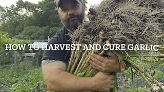 How to cure garlic