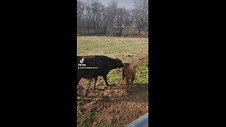 Big sister Annie loving baby bull calf.