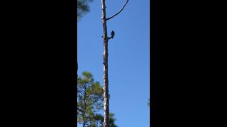 Red Tailed Hawk