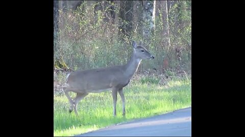 deer by the road