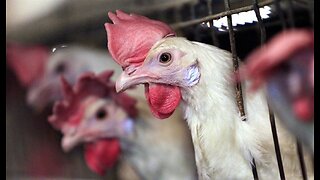 Animal Rights Activist Facing Jail Time for Stealing Chickens and Ducks From Farms