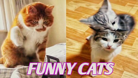 Funny cats video 😾🐱 New Funny Cats videos 2024 🐱 Pets & Animals🐱cats & kittens😾😾