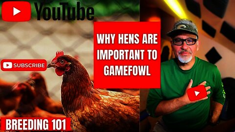 Why Hens are so Important to GAMEFOWL BREEDING