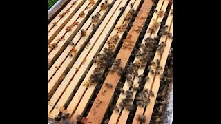 Hive Inspection