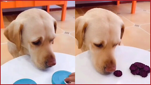 Dog Funny Reaction to Food Game