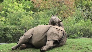 Energetic baby rhino adorably begs mom to play