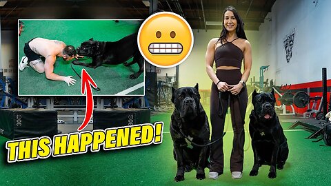 Cane Corso Goes Off at New Gym! THIS HAPPENED!