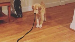 Golden Retriever doesn't like being followed by his leash