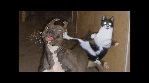 Dogs vs Cats into a world of laughter