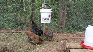 Spring Feeder, The Chickens have figured it out.