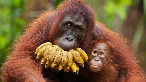 Orangutans are great apes
