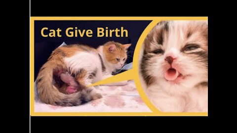 Cat Giving Birth to 5 kittens With 5 Different Colors | Amazing Cat
