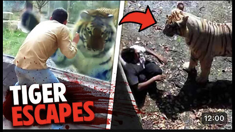 A tiger escaping is nothing a normal thing……..😱