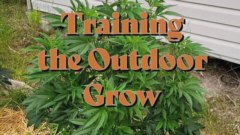 Training the Outdoor Grow #marshydro #TSW2000 #rootedleaf