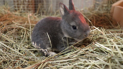 How To Build A Nesting Box For Rabbits