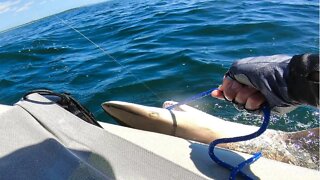 I LASSOED A SHARK! Hobie Tandem Adventure Island sailing and fishing