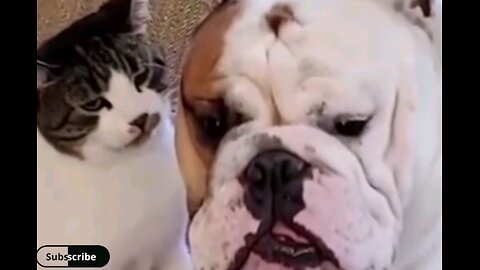 Dog vs cat fighting😂 trending video