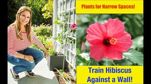 Narrow Space Garden Plants: SURPRISE! 😯 Train a Flowering Hibiscus 💮Flat on a Wall! Shirley Bovshow