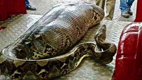 Python Swallows Whole Woman in Indonesia