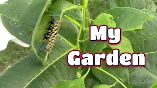 My Garden And Monarchs! 🦋