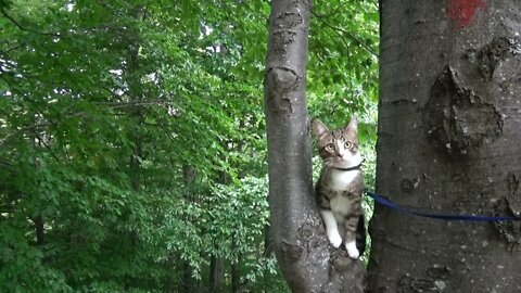 Agile Little Cat Loves Climbing on Trees