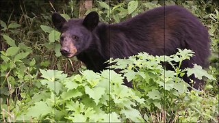 Great Smoky Mountain National Park