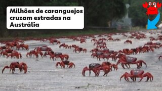 Quando os caranguejos invadem as ruas