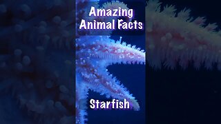 ⭐️ Amazing Animal Facts Starfish #shorts #facts #quiz #education #learning