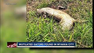 Dead alligators with tails cut off in Myakka City spark FWC investigation