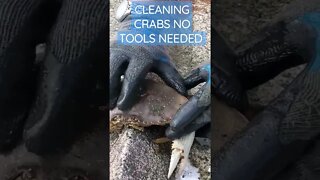 CLEANING CRABS NO TOOLS NEEDED