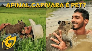 IBAMA MULTA JOVEM amazonense POR CUIDAR BEM de uma CAPIVARA