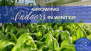 Growing Indoors in Winter?