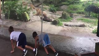 Two Boys Play With Lions At A Zoo