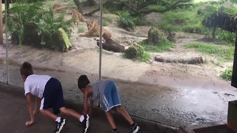Two Boys Play With Lions At A Zoo
