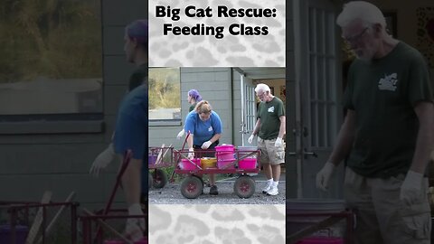 Feeding Class, part 11 of 12 @ Big Cat Rescue