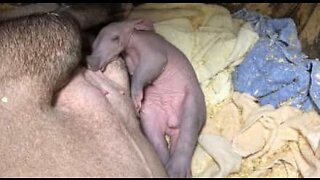 희귀한 아기 땅돼지를 환영한 미국의 한 동물원
