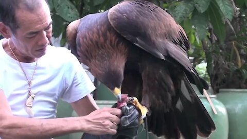 Golden Eagle Training, First Step After Maning