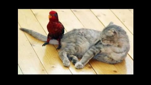 Funny Parrots Annoying Cats Compilation , Cute Parrot Videos