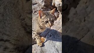 Beach kitty cat 🐱🐈