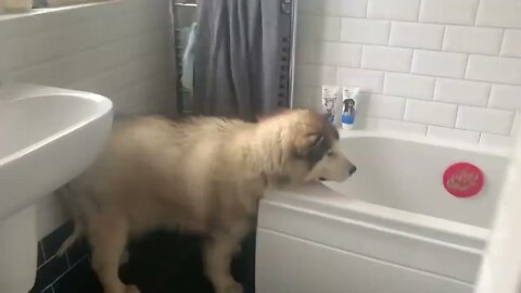Giant Sulking Dog Hates Bath Time But Baby Helps Him (Cutest Duo EVER!!)-6