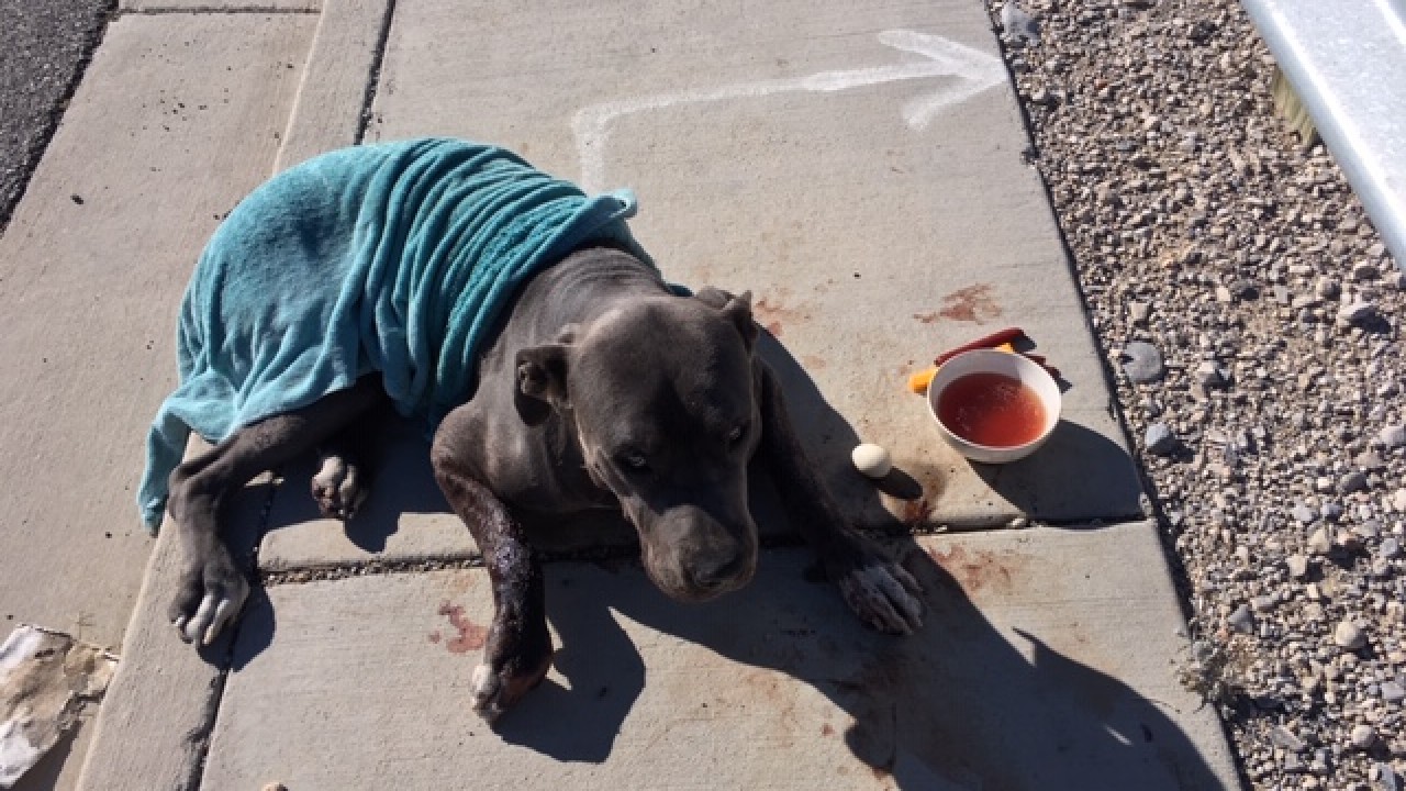 Nevada Highway Patrol says sweet dog named Dudley shot in face