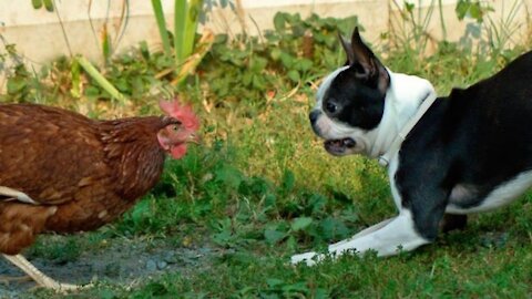 Chicken vs Dog Fight Funny Videos watch