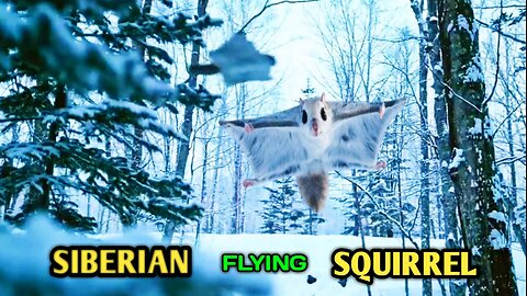 Siberian Flying Squirrel | Flying Squirrel Takes Flight |