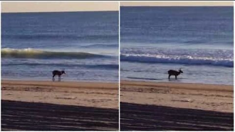 Um veado é filmado a relaxar na praia