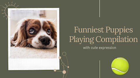 Funny Puppies Playing Compilation and Cute Dog Expressions.